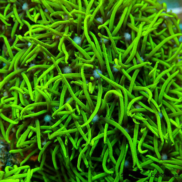 Metallic Green Star Polyp Frag.