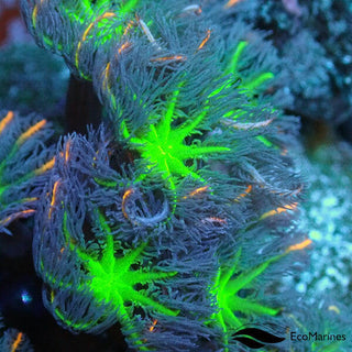 Firework Clove Polyp Frag 2 Polyps.