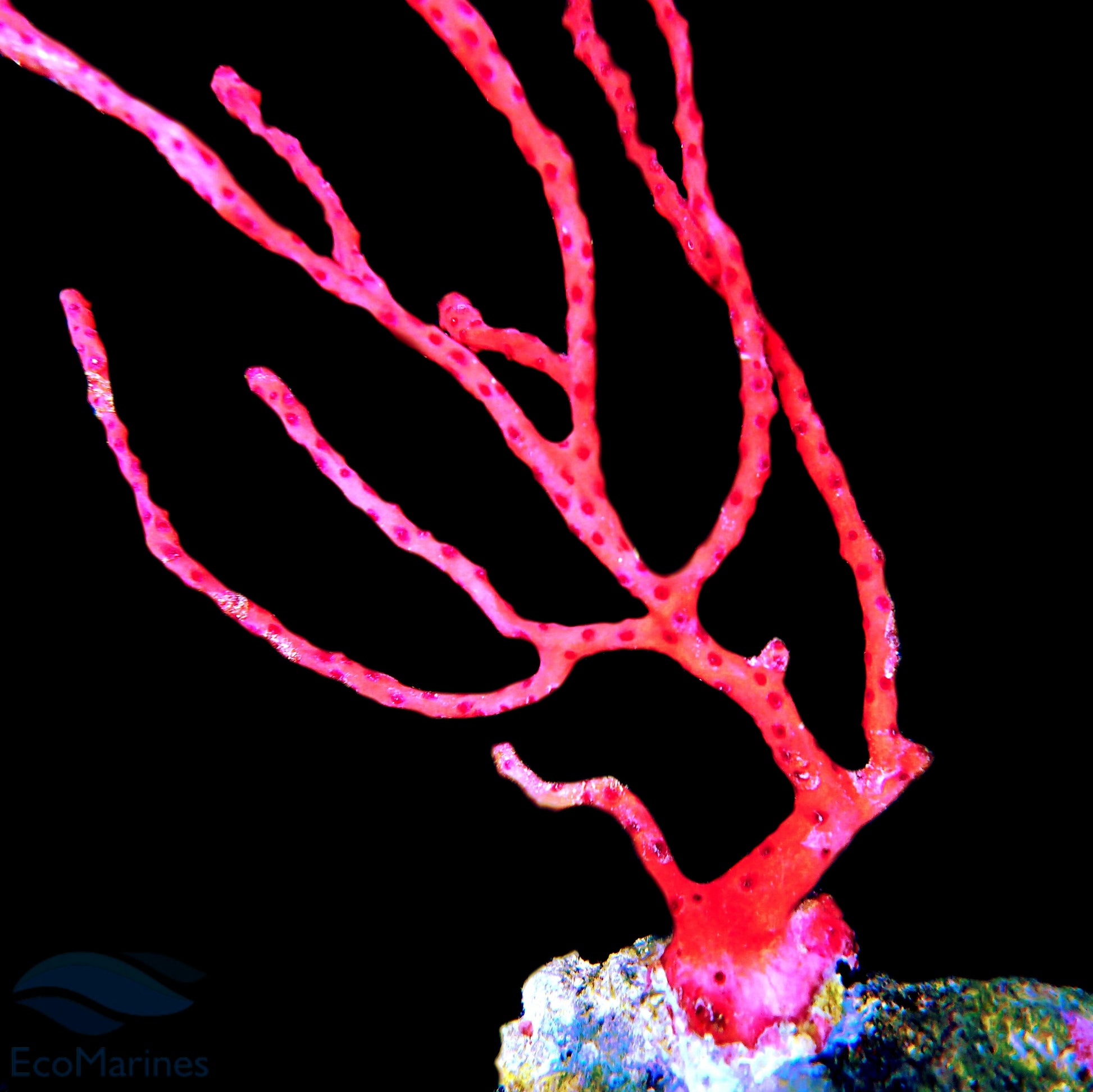 Red Finger Gorgonian.
