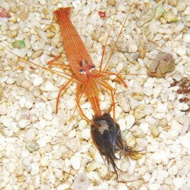 Peppermint Shrimp (True Aiptasia Eating) x 2.