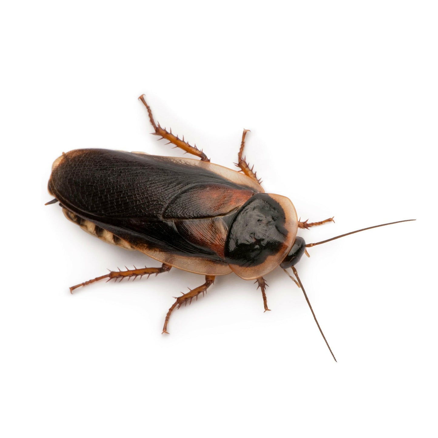 Adult Dubia Cockroaches 30-35mm - 100 Bag - Charterhouse Aquatics