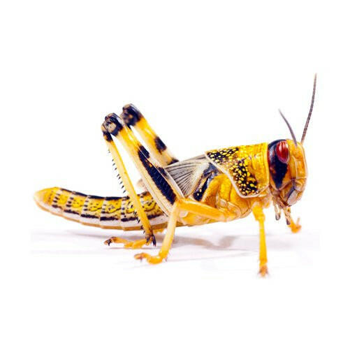 Adult Locusts 60-80mm - 12 Pack - Charterhouse Aquatics