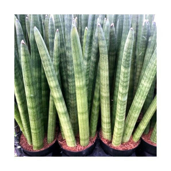 African Spear (Sansevieria cylindrica) - Large - Charterhouse Aquatics