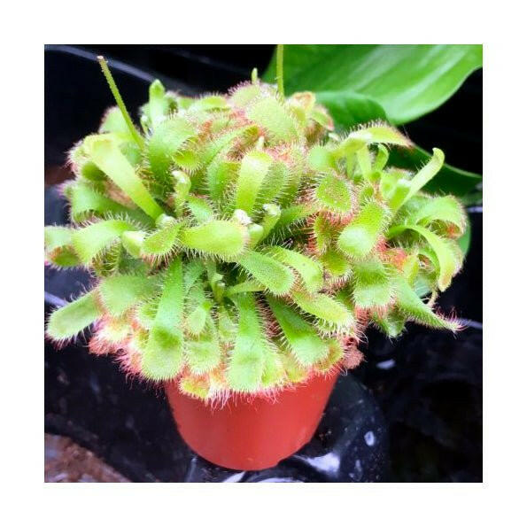 Alice sundew (Drosera aliciae) - 5cm Pot - Charterhouse Aquatics