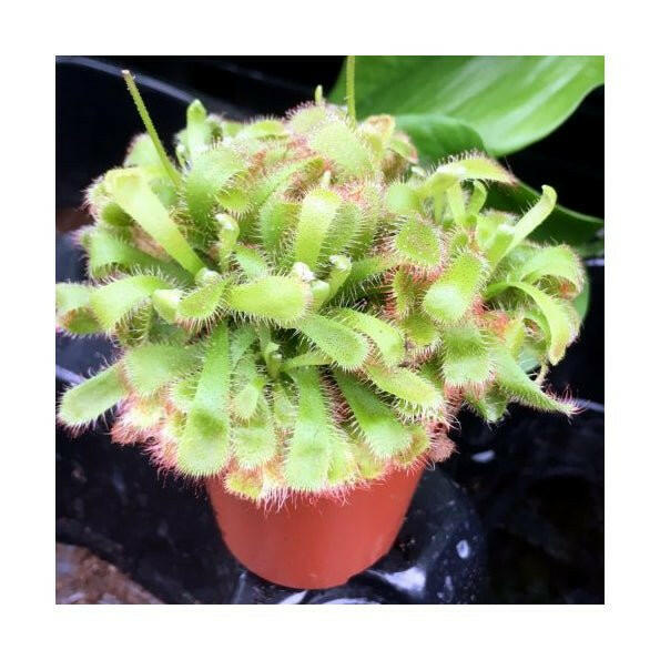 Alice Sundew - Drosera aliciae - 8.5cm Pot - Charterhouse Aquatics