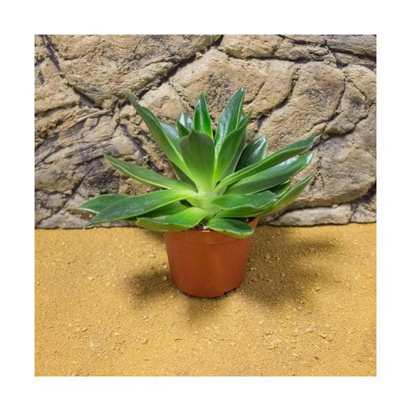 Aloe reynoldsii - Charterhouse Aquatics