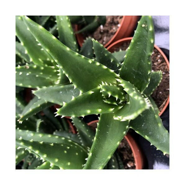 Aloe squarrosa - 8.5cm Pot - Charterhouse Aquatics