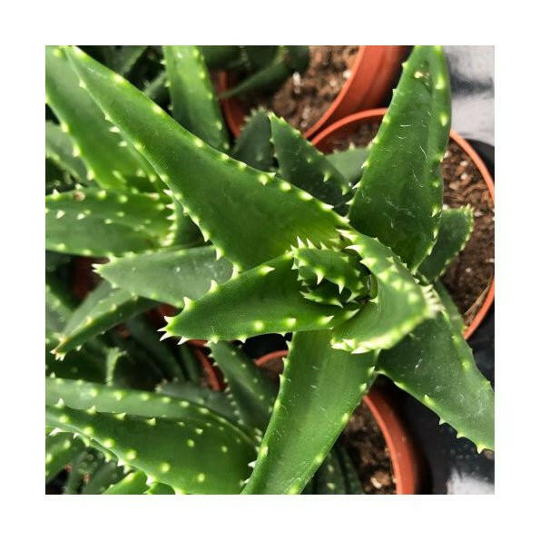 Aloe squarrosa - Small - Charterhouse Aquatics