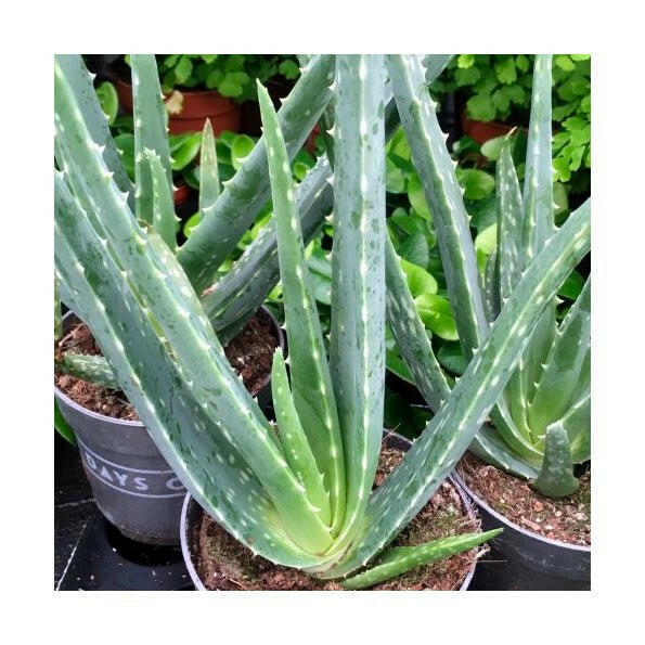 Aloe Vera - Large - Charterhouse Aquatics