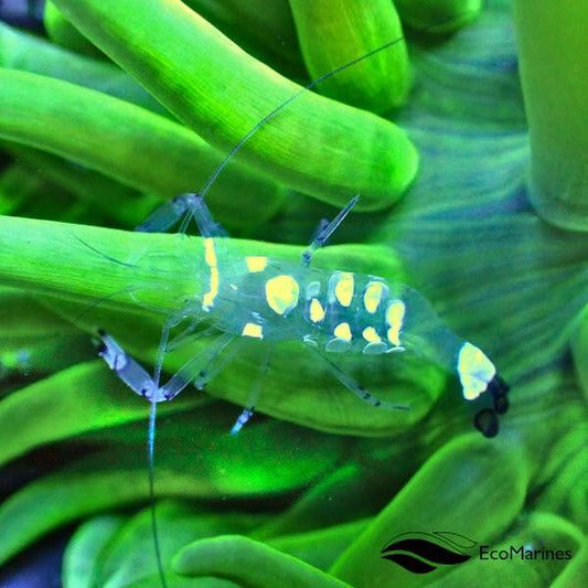 Anemone Shrimp - Charterhouse Aquatics