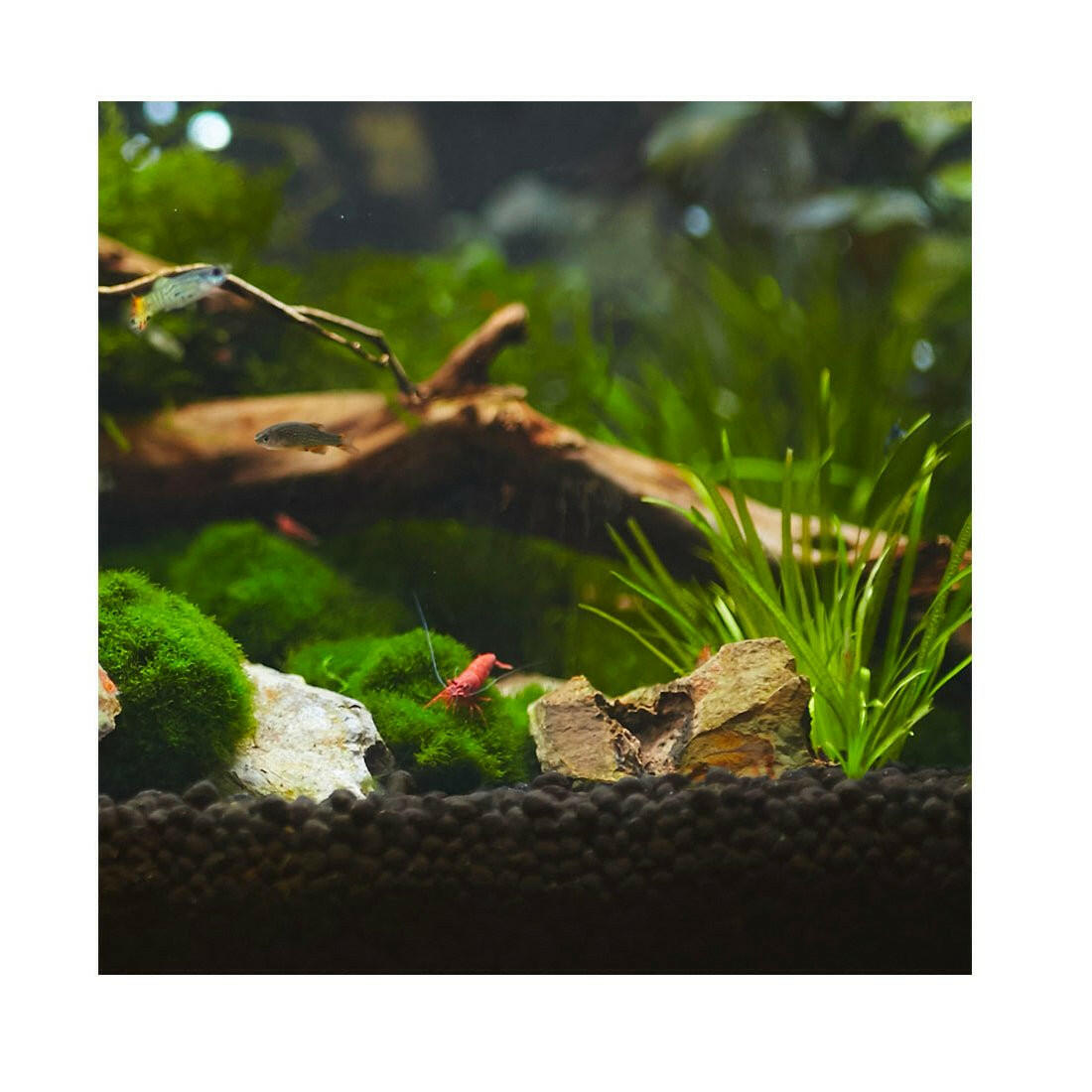 Aquavitro Aquasolum 2KG - Charterhouse Aquatics