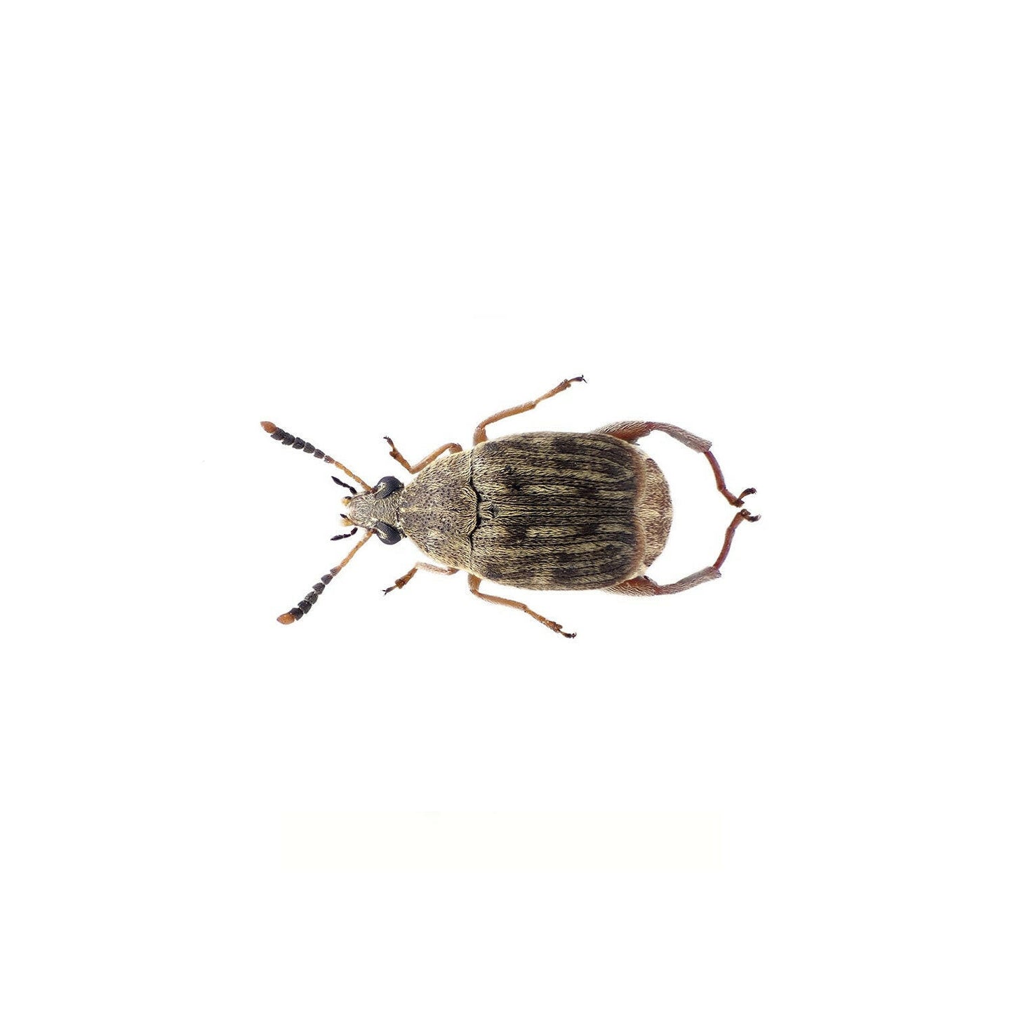 Bean Weevil - Culture - Charterhouse Aquatics