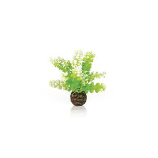 Biorb Aquatic Caulerpa Green - Charterhouse Aquatics