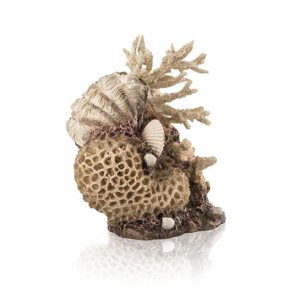 Biorb Natural Coral Shells Ornament