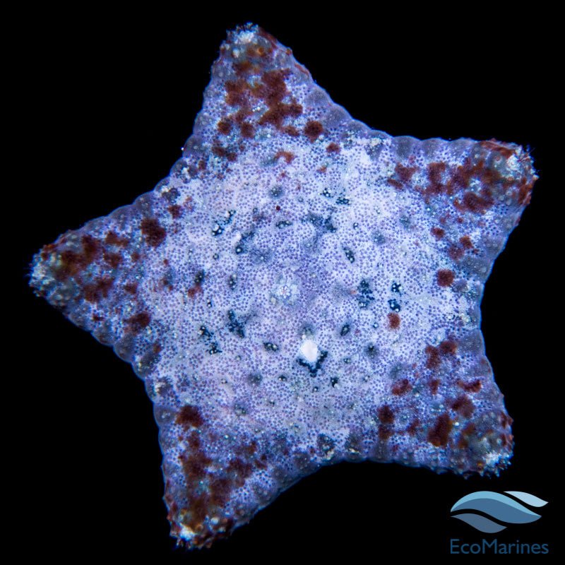 Biscuit Starfish (Tosia sp.) - Charterhouse Aquatics