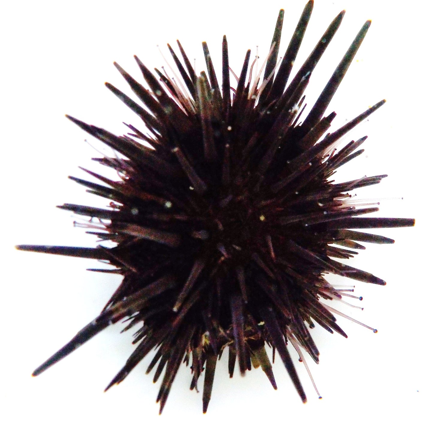 Black Rock Boring Urchin - Charterhouse Aquatics