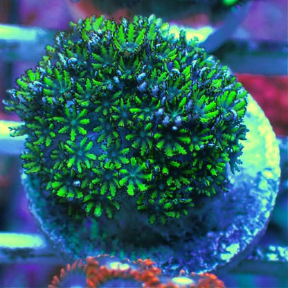 Blue & Green Sympodium Frag - Charterhouse Aquatics