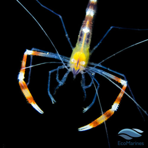 Blue Legged Boxing Shrimp - Charterhouse Aquatics