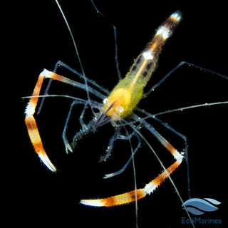 Blue Legged Boxing Shrimp - Charterhouse Aquatics