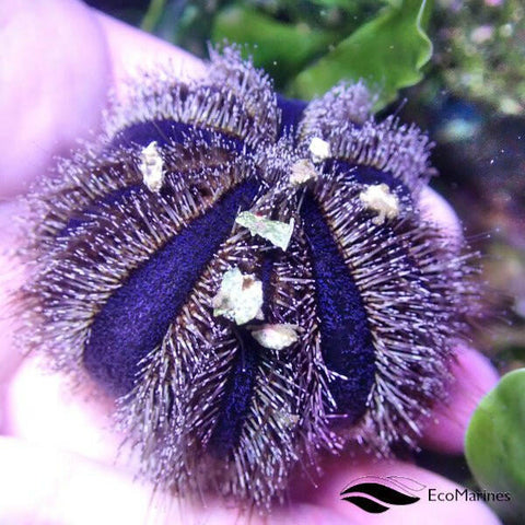 Blue Tuxedo Urchin - Charterhouse Aquatics