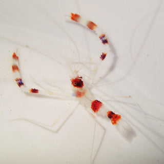 Boxing Shrimp - Charterhouse Aquatics