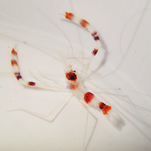 Boxing Shrimp - Charterhouse Aquatics