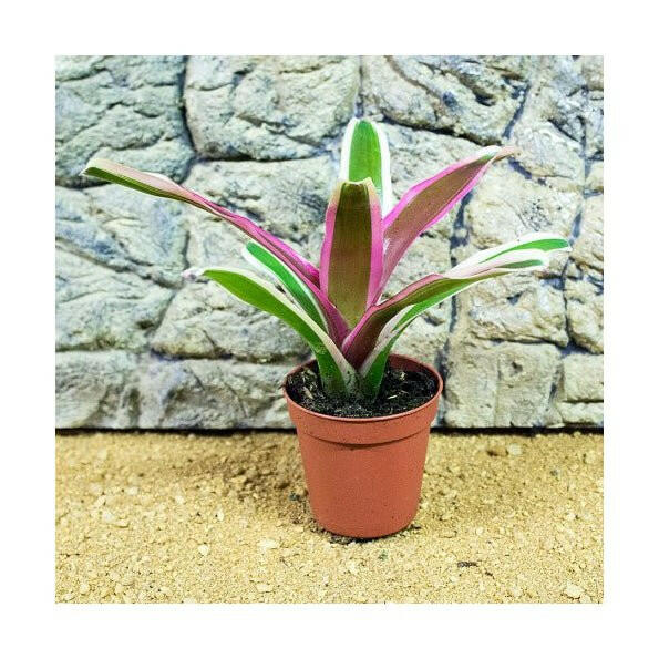 Bromeliad (Neoregelia 'Donger') - 5.5cm Pot - Charterhouse Aquatics