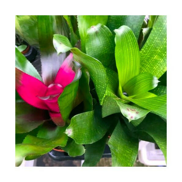 Bromeliad (Neoregelia sp.) - Large - Charterhouse Aquatics