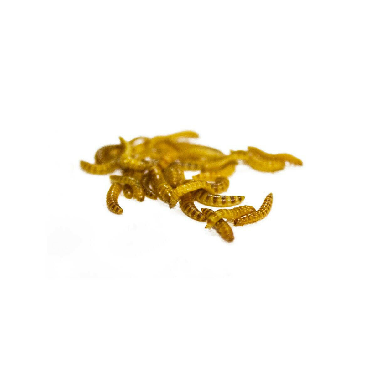 Buffalo Worms - 50g Pack - Charterhouse Aquatics