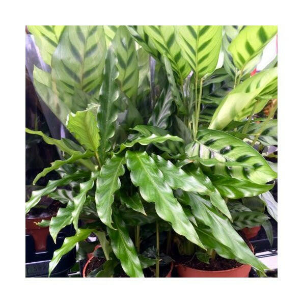 Calathea sp. - Small - Charterhouse Aquatics