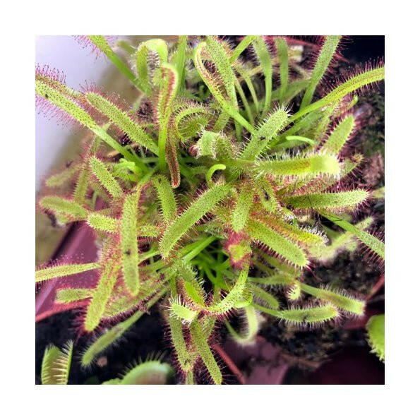 Cape Sundew - Drosera capensis - 8.5cm Pot - Charterhouse Aquatics