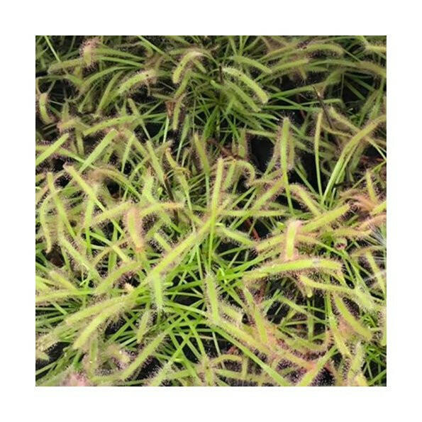 Cape Sundew (Drosera capensis) - Large - Charterhouse Aquatics