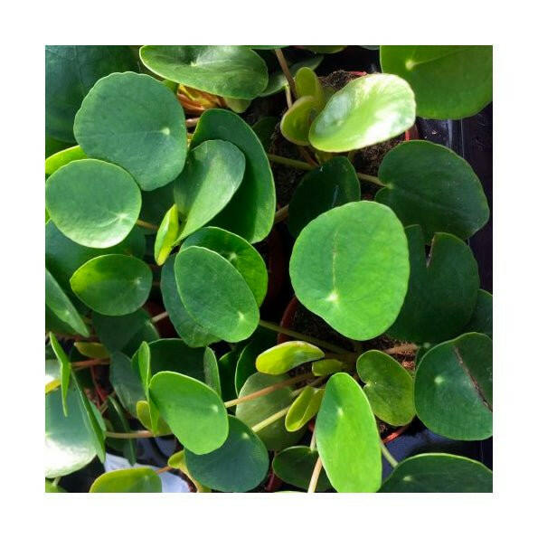 Chinese Money Plant (Pilea peperomoides) - 5cm Pot - Charterhouse Aquatics