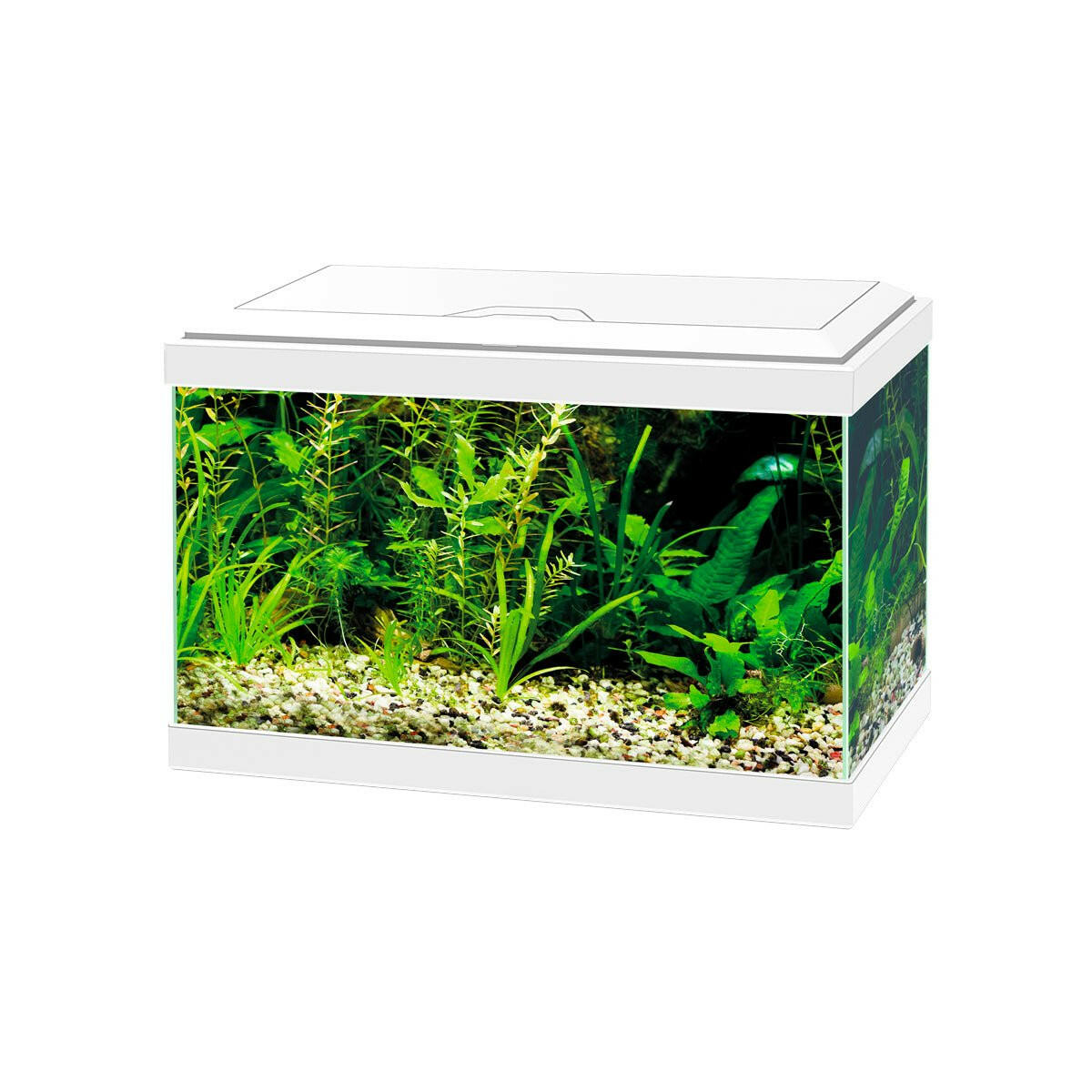 ciano-aqua-20-aquarium-white-478277.jpg?v=1719253538