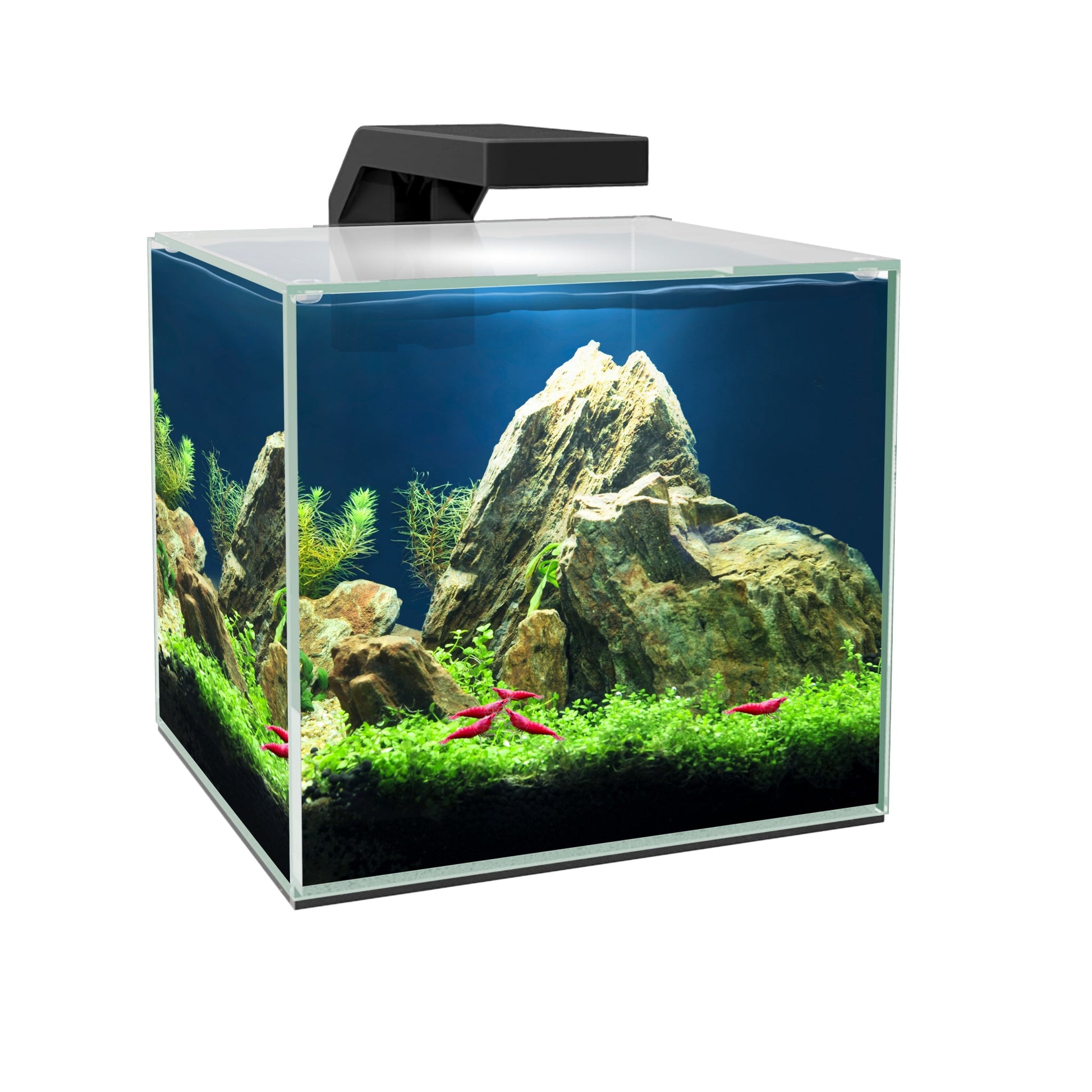 Ciano Cube 15 Aquarium - Charterhouse Aquatics