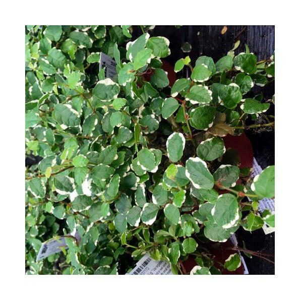 Creeping Fig 'Variegated' (Ficus pumila) - Large - Charterhouse Aquatics