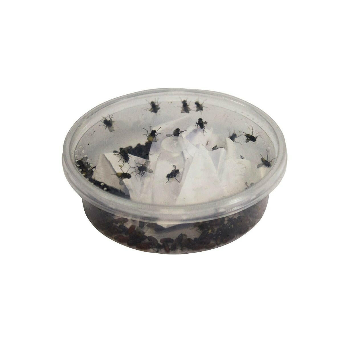 Curly-wing Flies - Pre Pack - Charterhouse Aquatics