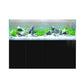 D-D Aqua-Pro Aquascaper 1800 - Japanese Pear Gloss - AquaFrame Cabinet - Charterhouse Aquatics