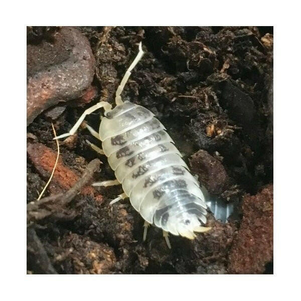 Dairy Cow Isopods - 10 Pack - Charterhouse Aquatics