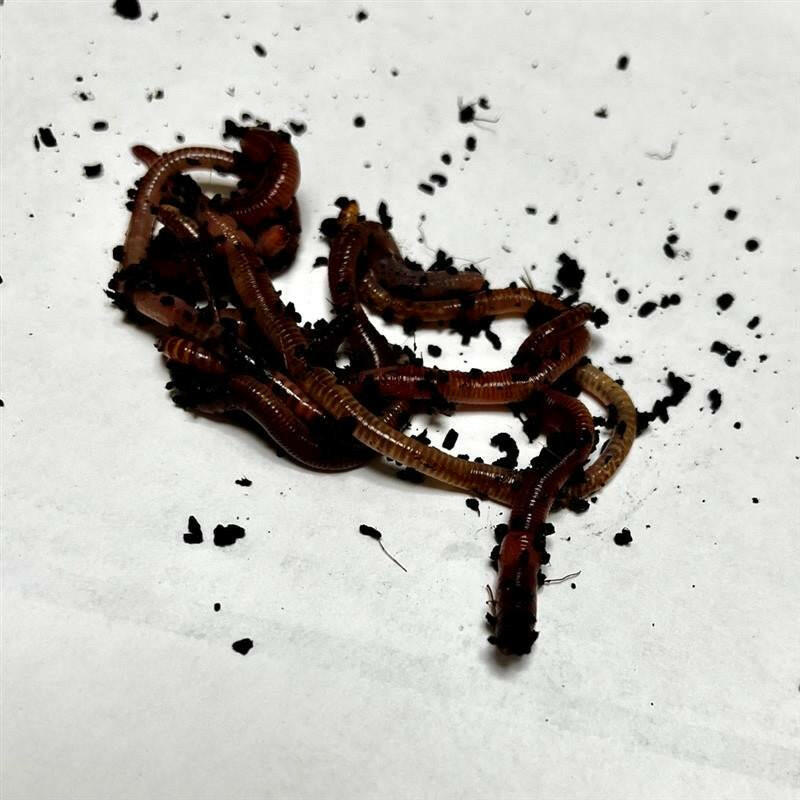 Dendrobaena Worms - 15 Pack - Charterhouse Aquatics