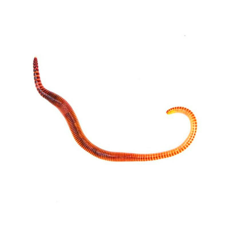 Dendrobaena Worms - 15 Pack - Charterhouse Aquatics