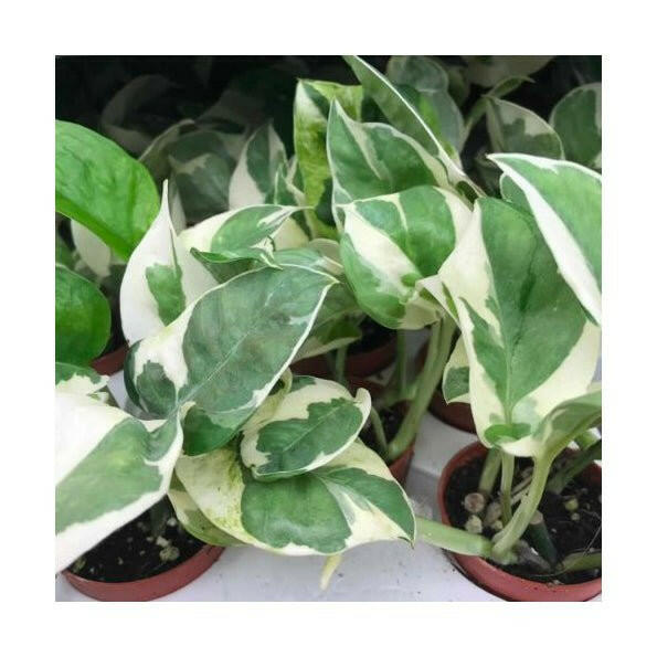 Devil's Ivy 'Variegated' (Epipremnum aureum 'N'Joy') - Small - Charterhouse Aquatics