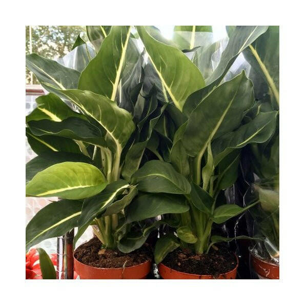 Dumb Cane (Dieffenbachia 'Green Magic') - 9cm - Charterhouse Aquatics