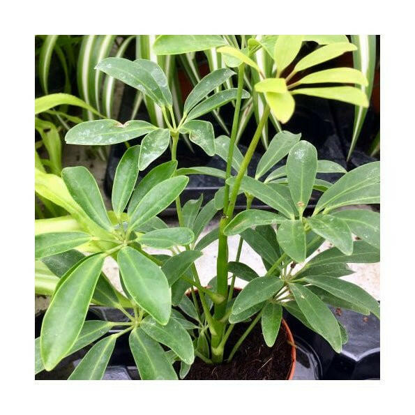 Dwarf Umbrella Tree (Schefflera arboricola) - 8cm Pot - Charterhouse Aquatics