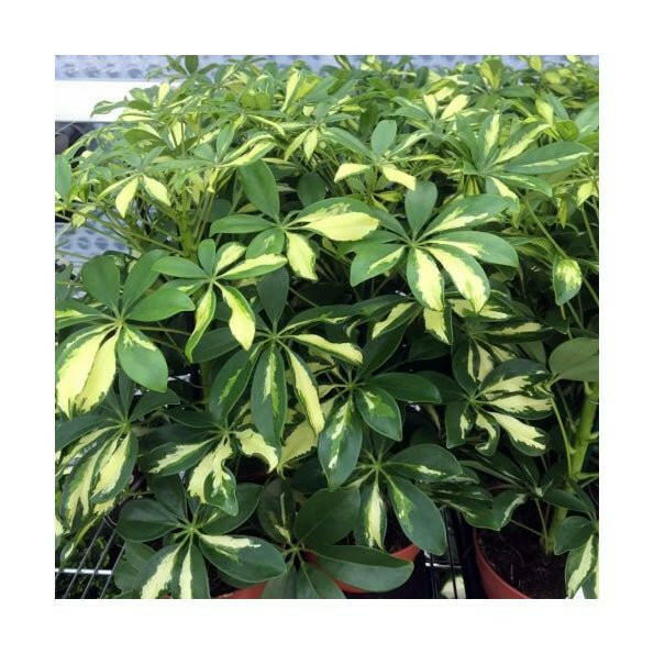 Dwarf Umbrella Tree (Schefflera arboricola) - Large - Charterhouse Aquatics