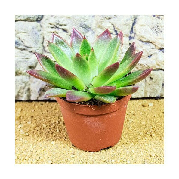 Echeveria agavoides 'Ebony' - 5cm Pot - Charterhouse Aquatics