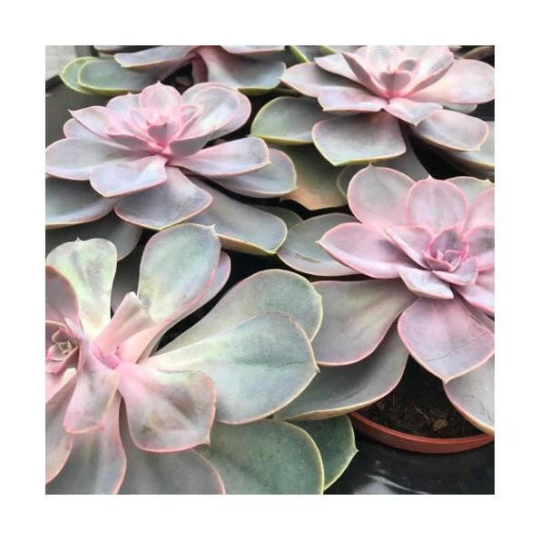 Echeveria 'Perle von Nurnberg' - Large - Charterhouse Aquatics