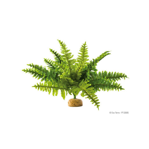 Exo Terra Boston Fern Medium - Charterhouse Aquatics
