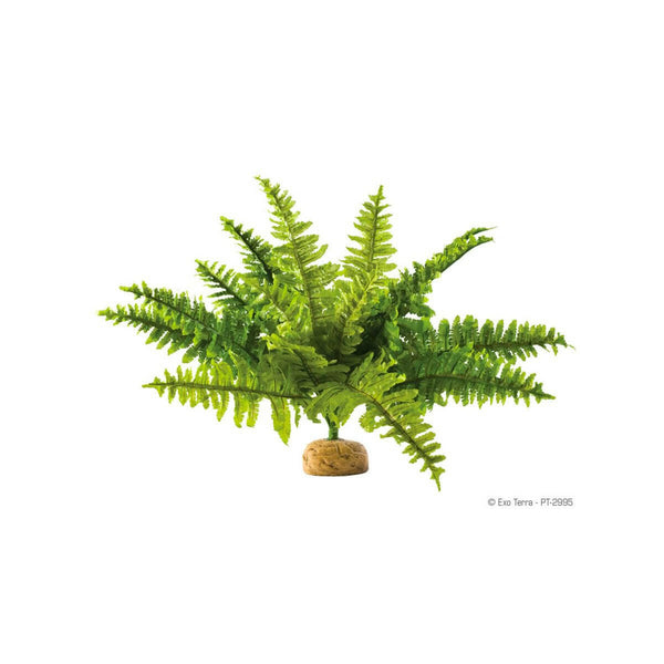 Exo Terra Boston Fern Medium - Charterhouse Aquatics