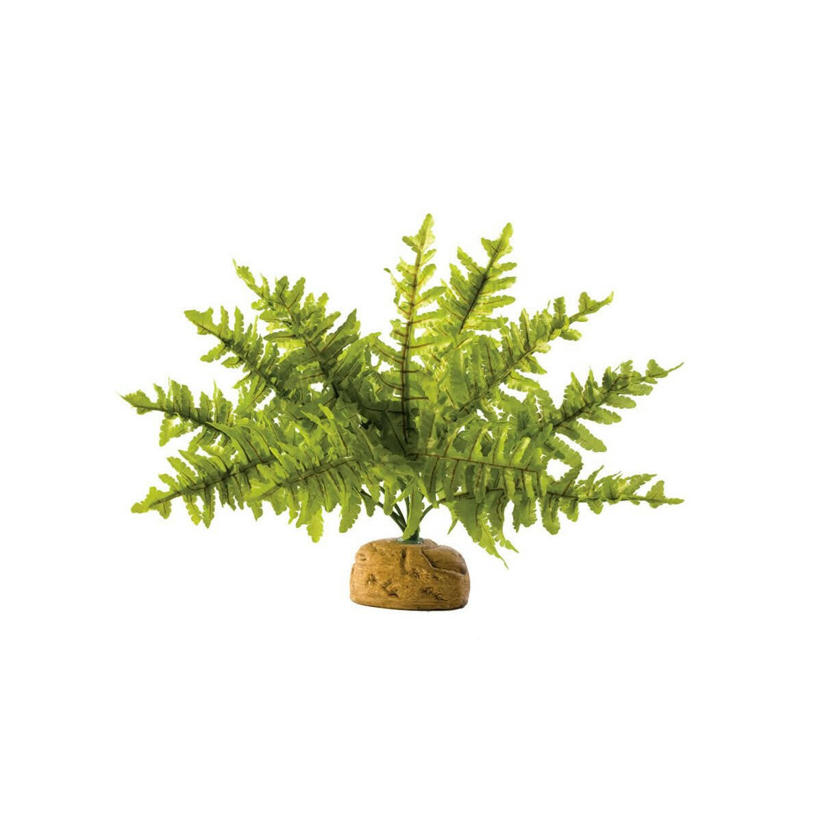 Exo Terra Boston Fern Small - Charterhouse Aquatics